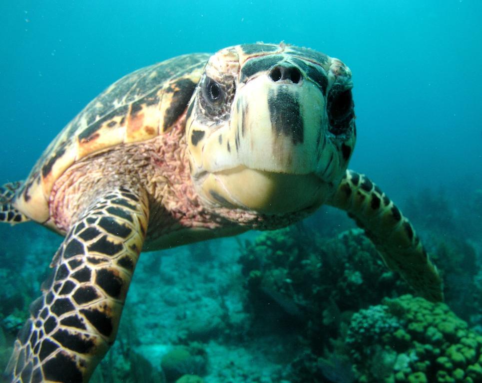 St. George'S Caye Resort Belize City Dış mekan fotoğraf