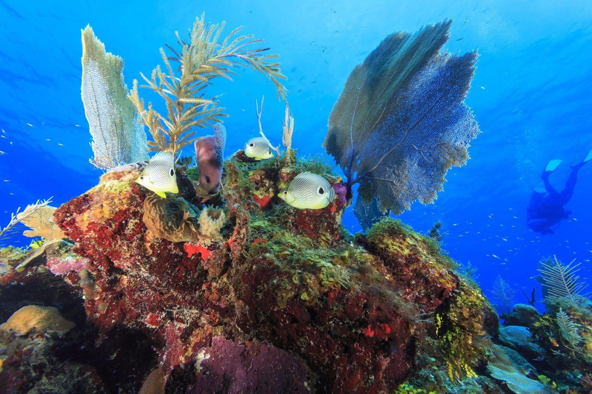 St. George'S Caye Resort Belize City Dış mekan fotoğraf